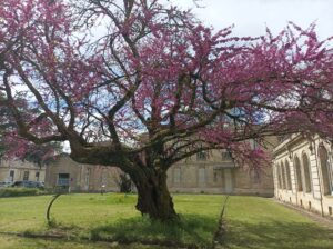 Arbre de judée dans le parc